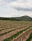 porta-bohemica-vineyard