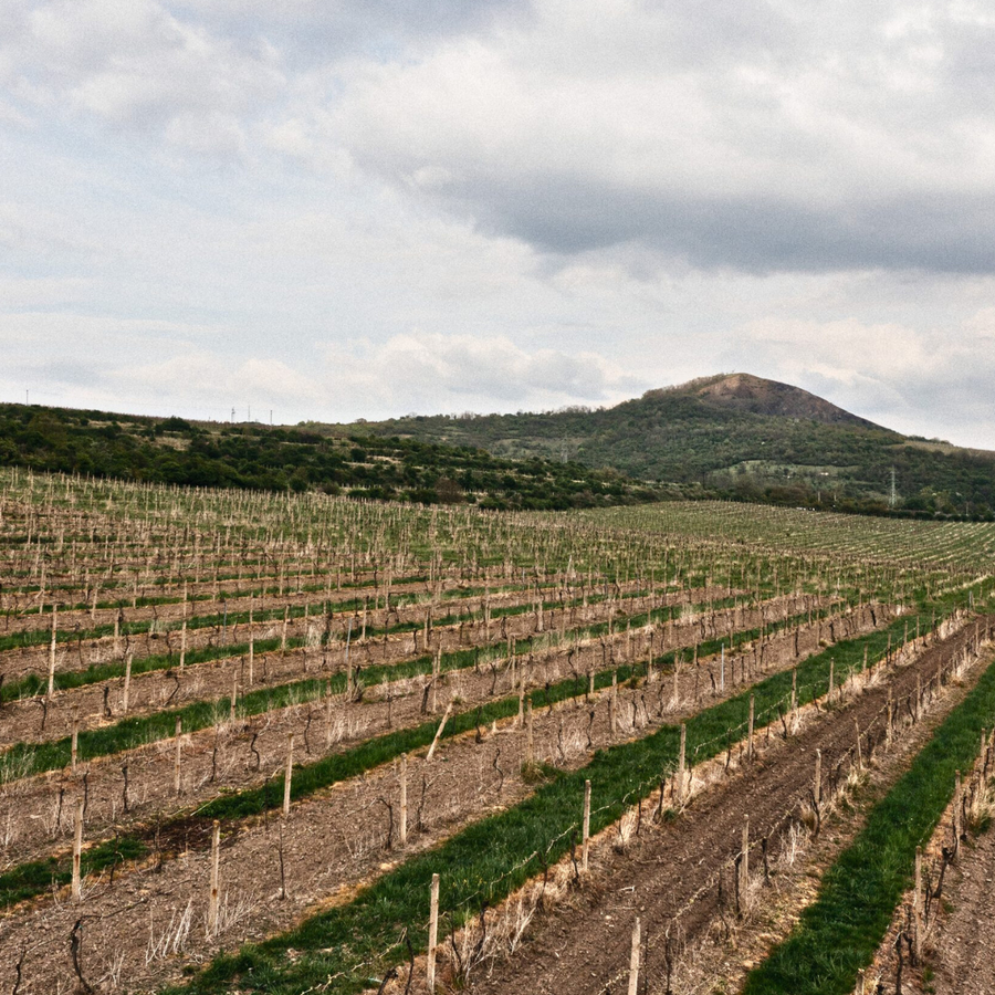 porta-bohemica-vineyard