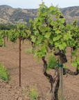 post-and-vine-vineyard