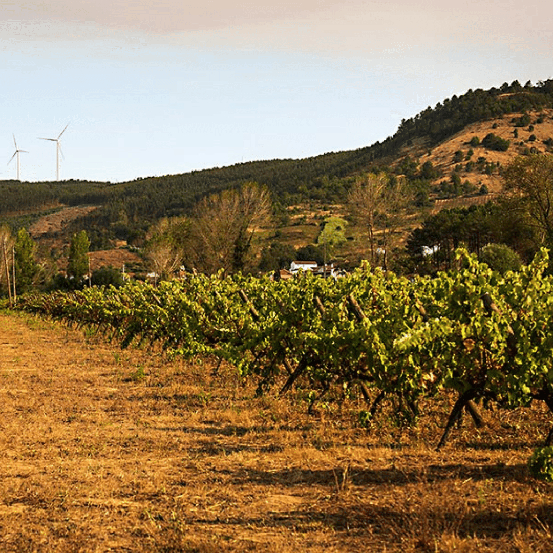 quinta-da-ermegeira-vineyard