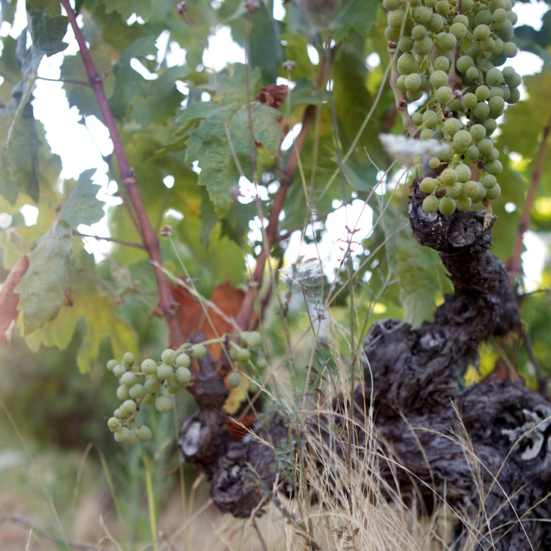 Rimbert | Berlou, France | MYSA Natural Wine