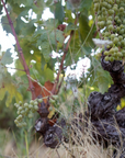 rimbert-vineyard