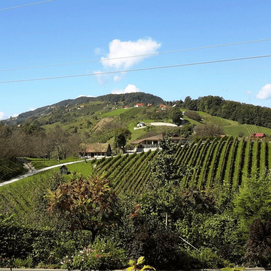 sanctum vineyard
