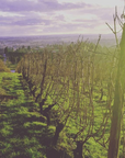 swick wines vineyard oregon