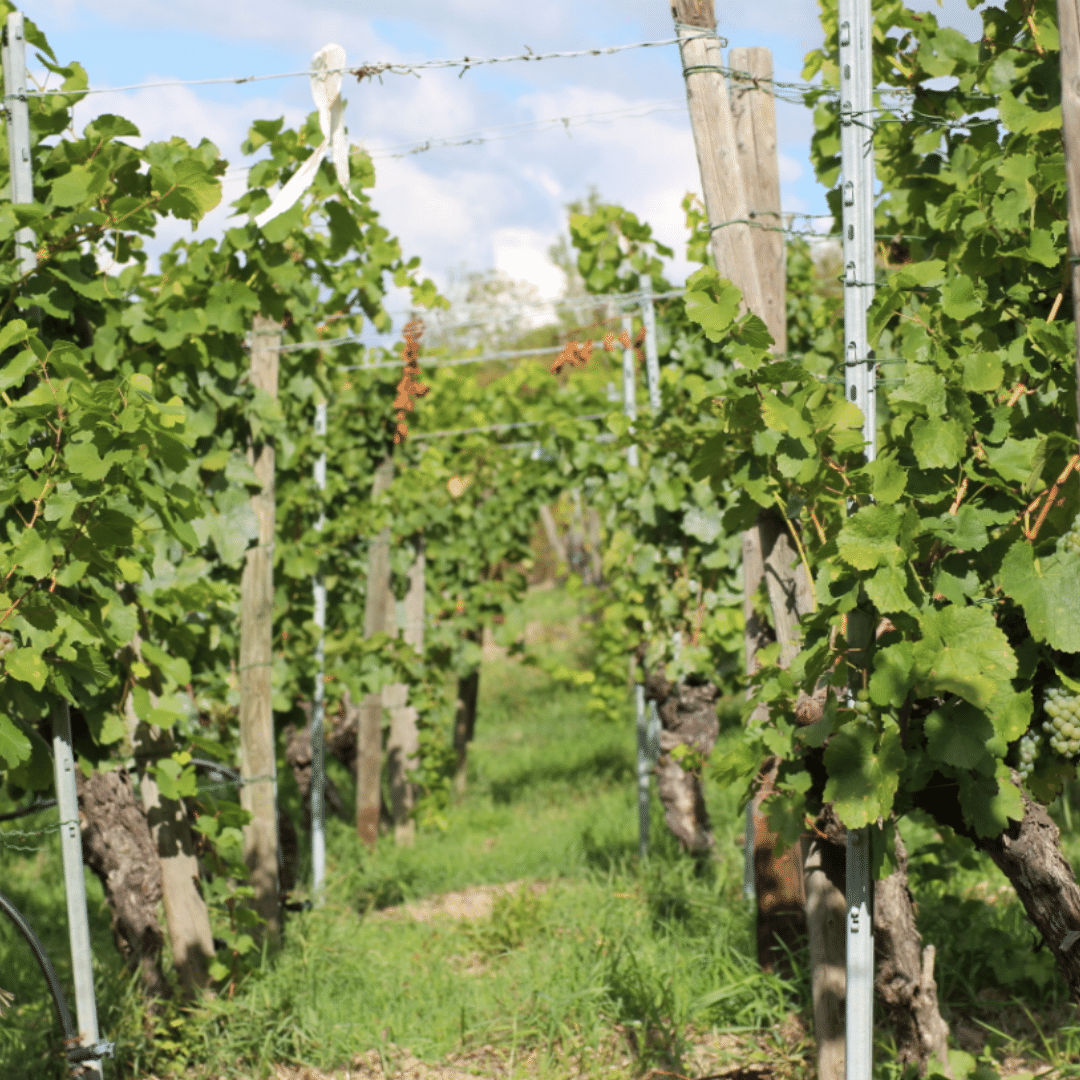 vater and sohn vineyard