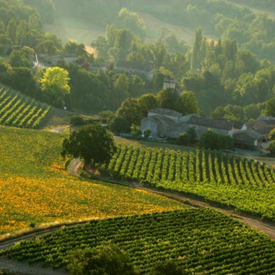 vignereuse-vineyard