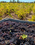 vina-laurent-vineyard