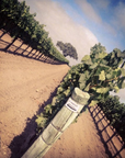 amplify wines vineyard califronia usa 