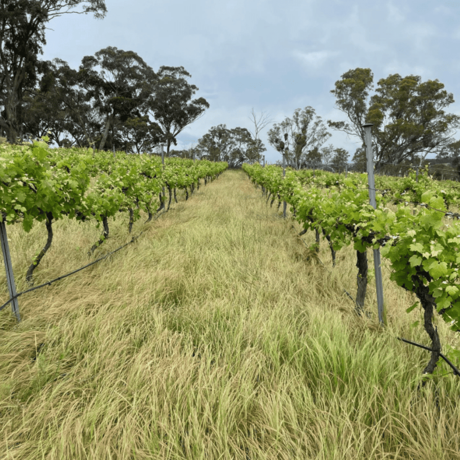 analog vineyard