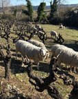 anders frederick steen vineyard ardeche france