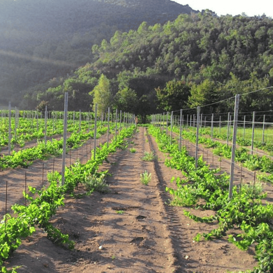 annesanti vineyard
