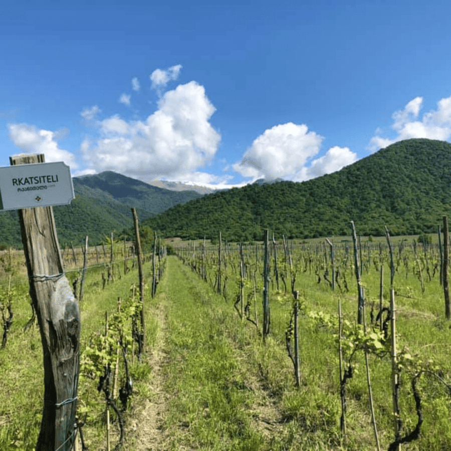 artana vineyard