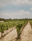 bibich vineyard
