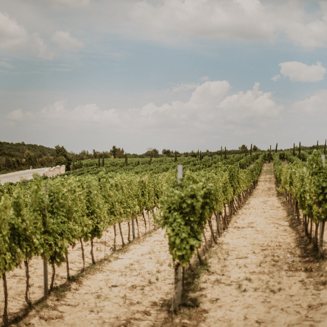 bibich vineyard