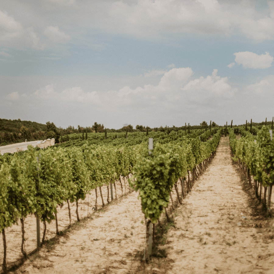 bibich-vineyard
