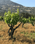 bichi vineyard