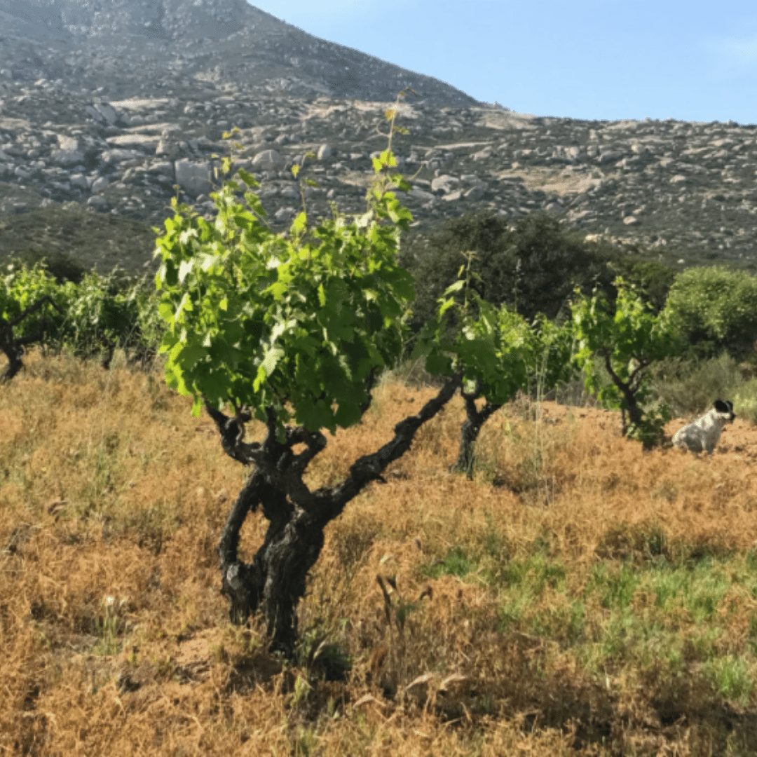 bichi vineyard baja califronia mexico