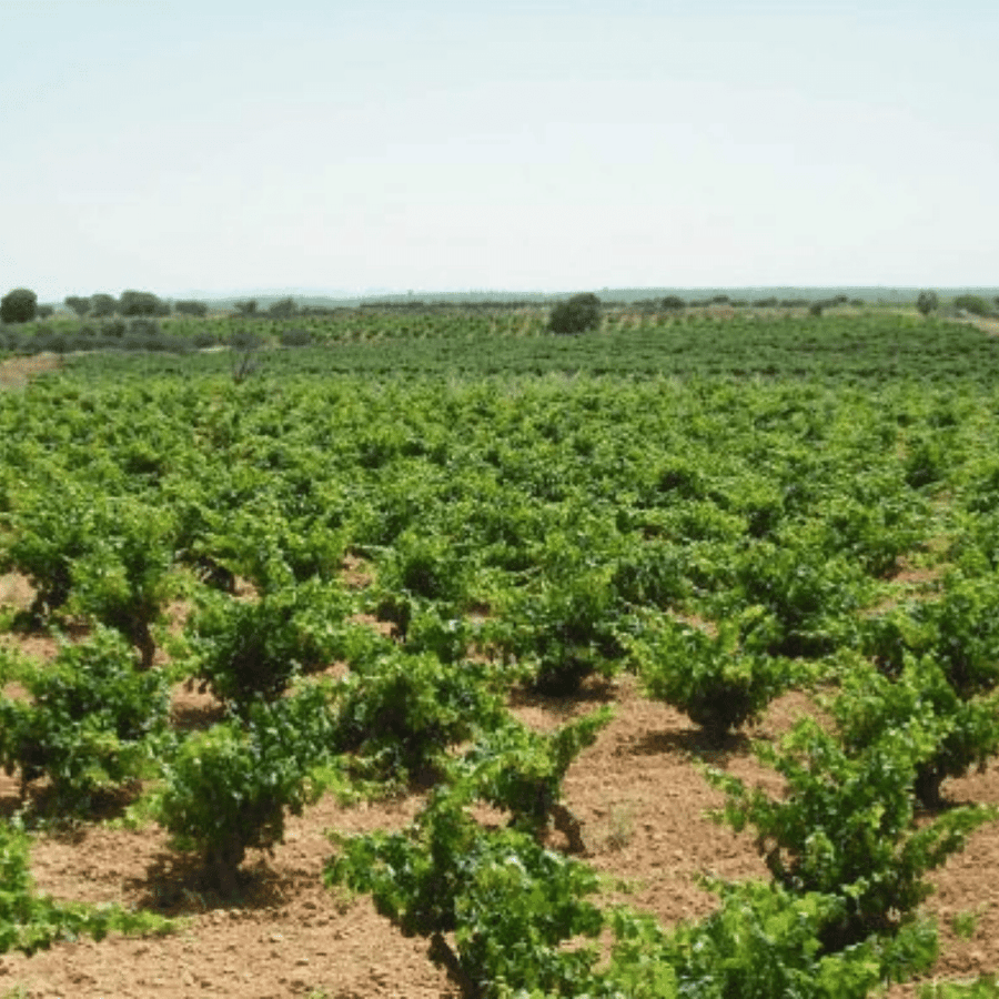 bodegas ponce vineyard
