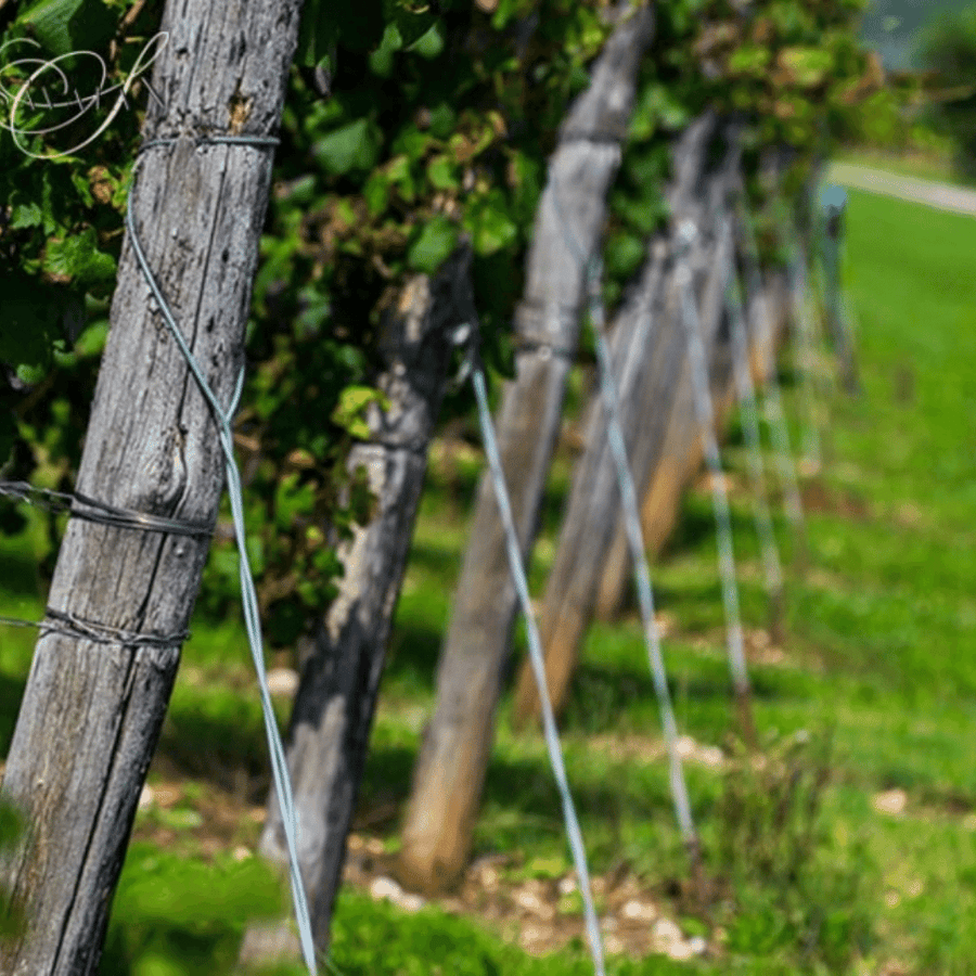 borgo savaian di bastiani stefano vineyard
