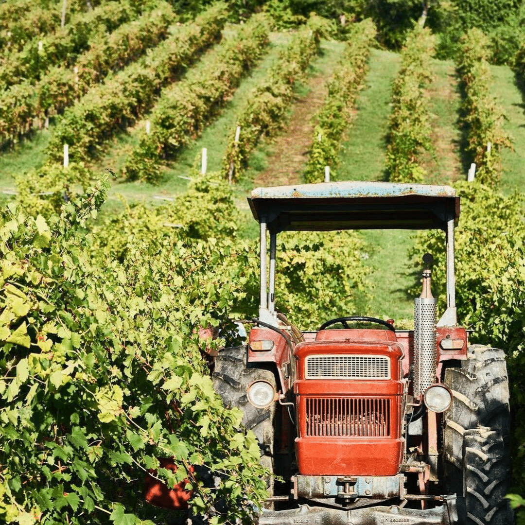 cantina della pioppa vineyard
