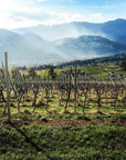 cantina furlani vineyard