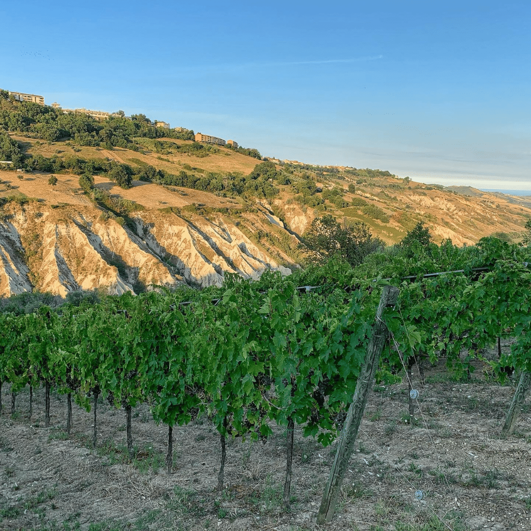 cantina indigeno vineyard