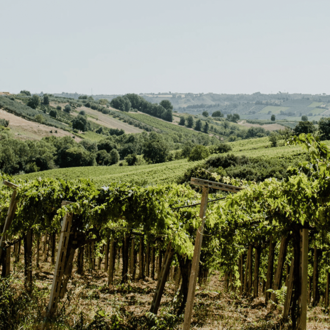 cantina jasci vineyard