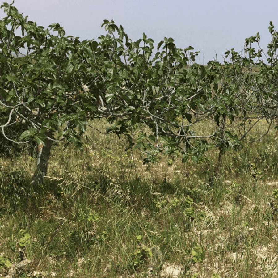 cantina marilina vineyard