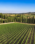 cantina viticoltori senesi aretini vineyard