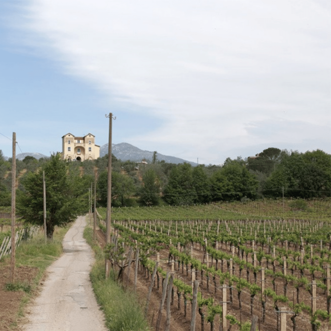 capolino perlingieri vineyard