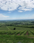 carpinus vineyard