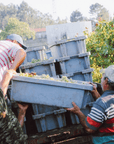 casal de ventozela vineyard