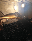 champagne david leclapart winemaker