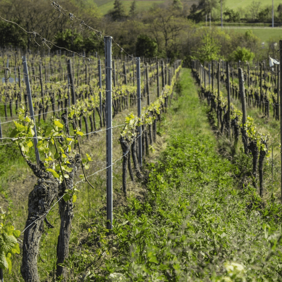 lindenlaub vineyard