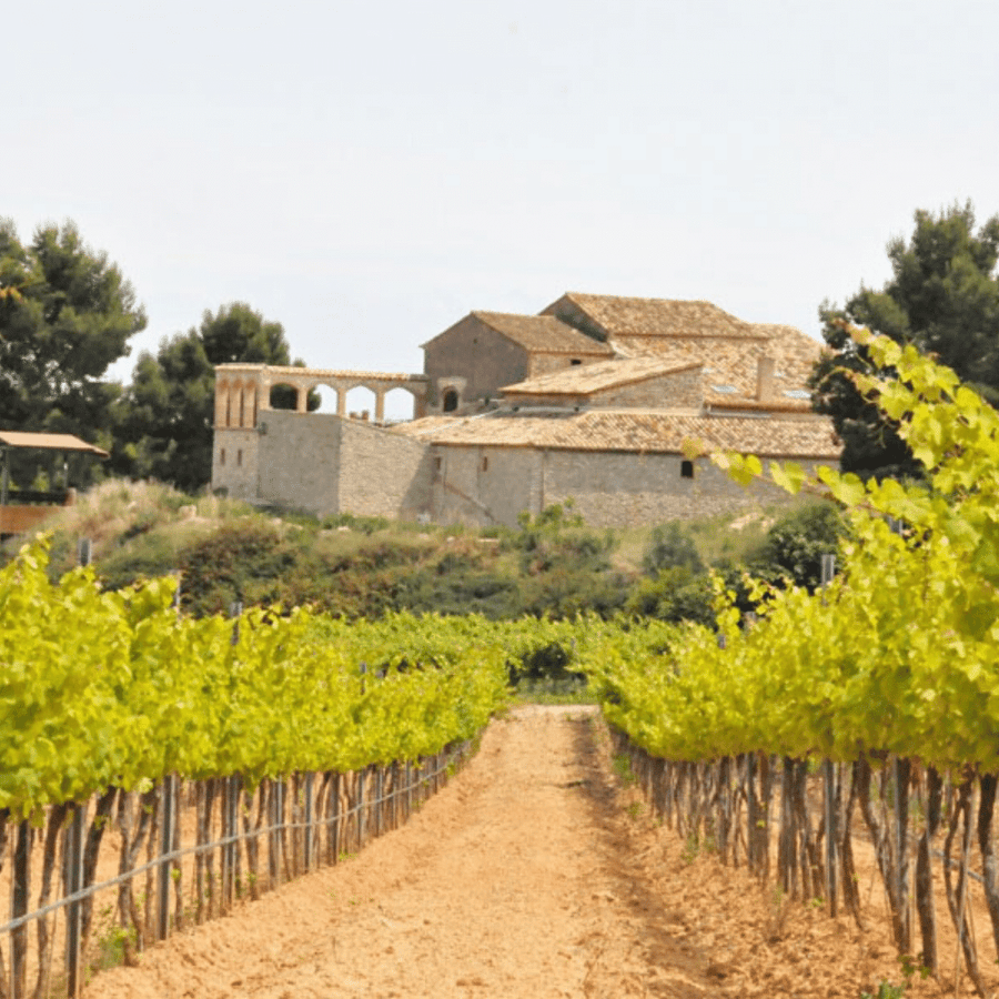 clos lentiscus vineyard