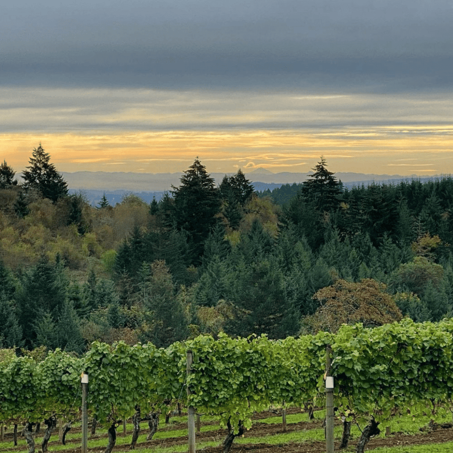 limited-addition-vineyard