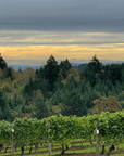 limited addition vineyard