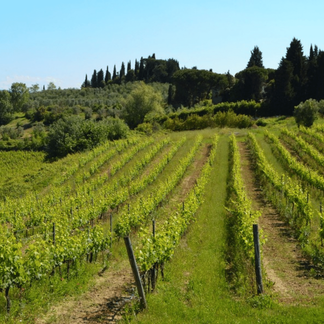 cosimo maria masini vineyard tuscany italy