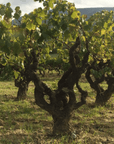 costador vineyard