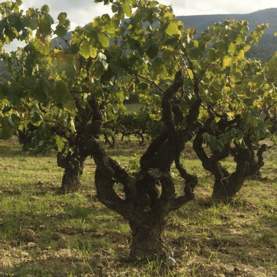 costador vineyard