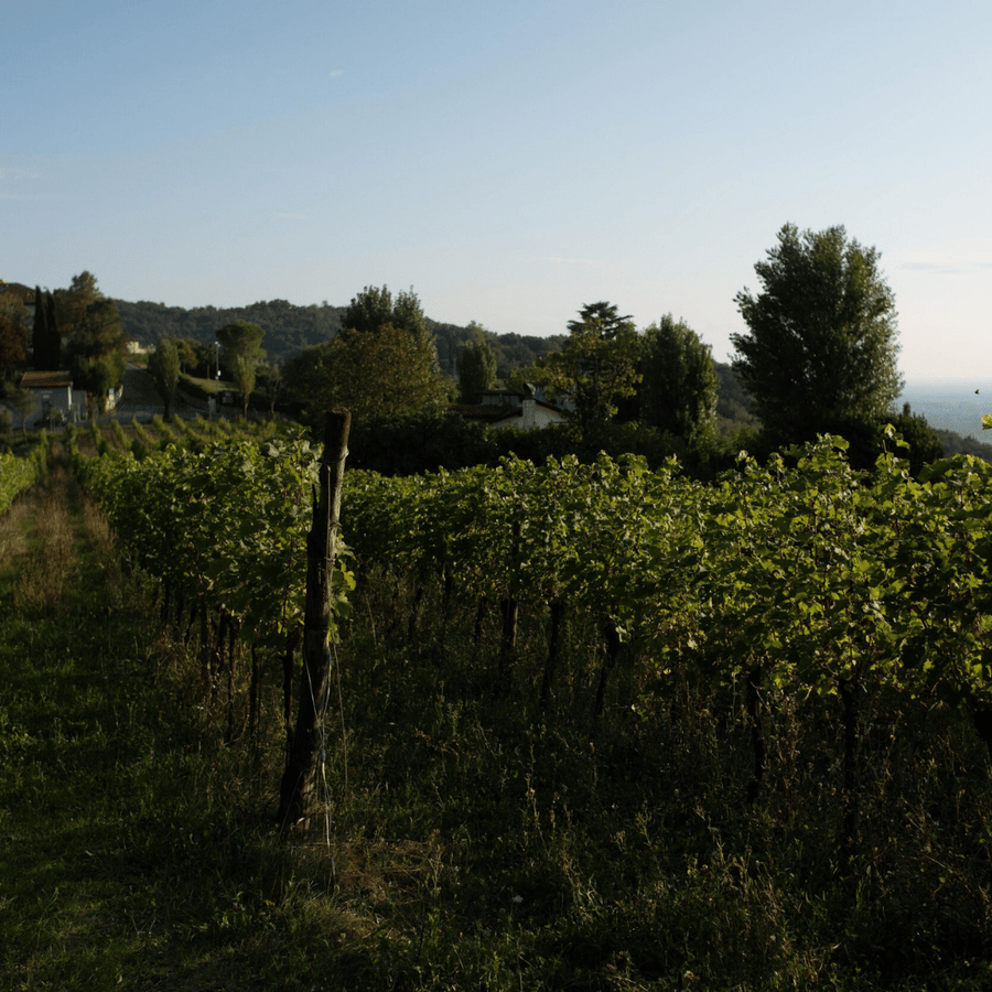 divella gussago vineyard