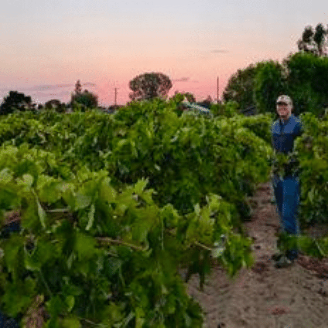 divergent vines vineyard