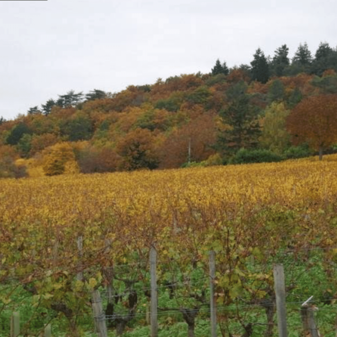 domaine beatrice and pascal lambert vineyard