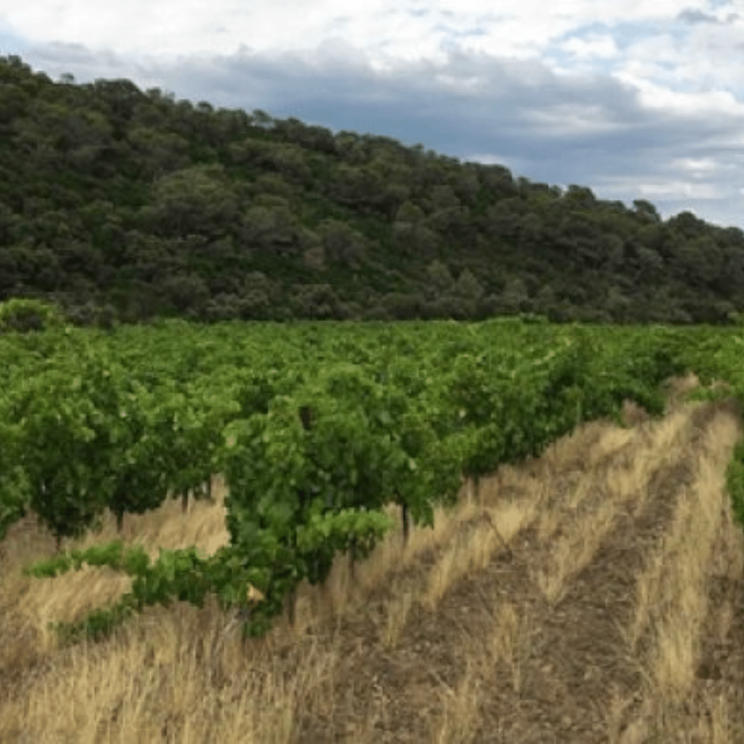 domaine bordes vineyard