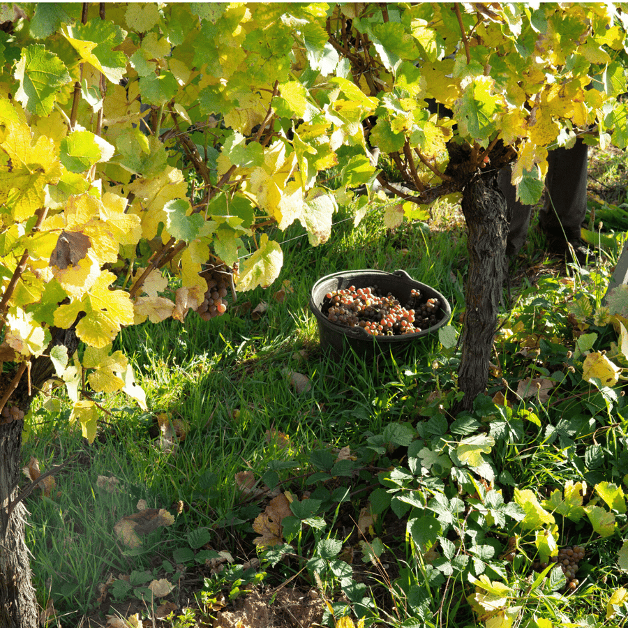 domaine de lenvol vineyard