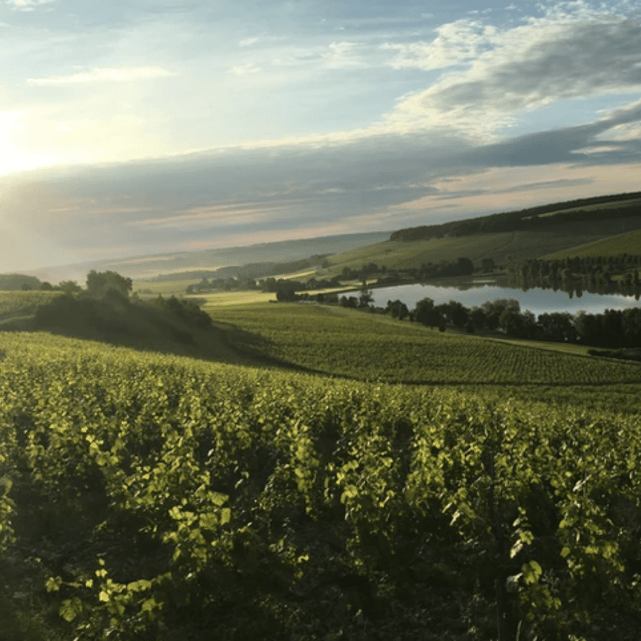 domaine de lenclos vineyard burgundy france