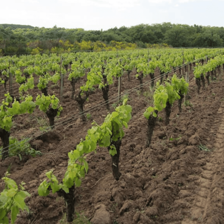 domaine de la pepiere vineyard