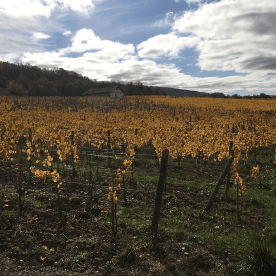 domaine de la pinte vineyard