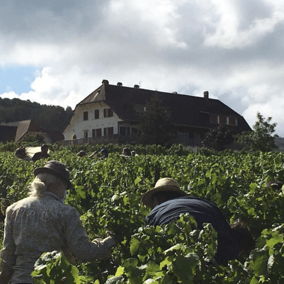domaine-de-la-pinte-winemaker