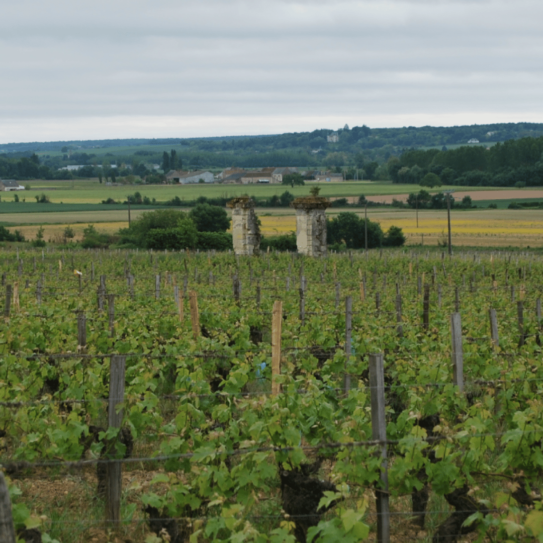 domaine grosbois vineyard